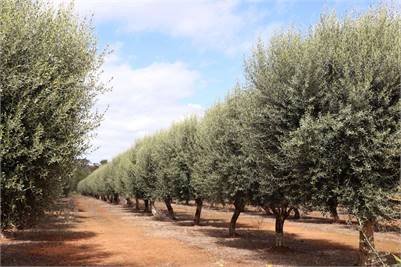 Olive Trees for Sale