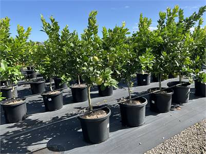 Highlands Horticulture Corp Pty Ltd 