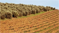 Olive Oil Production in Winter and Wine in Summer Fit Together like a Hand in a Glove
