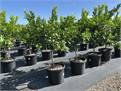 Highlands Horticulture Corp Pty Ltd 