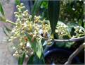 Understanding Fruit and Flower Abortion/Drop in Fruit Trees: Causes and Remedies