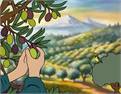 OSU Project Helps Grow Olives in Oregon