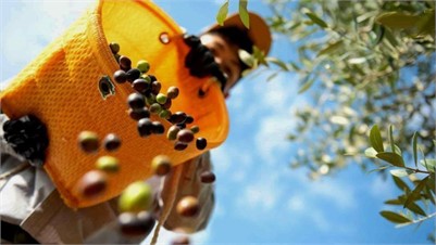 East Asian Olive Oils Reach the World Stage