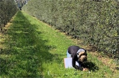 Use of Fungus Found Effective Against Carriers of Xylella