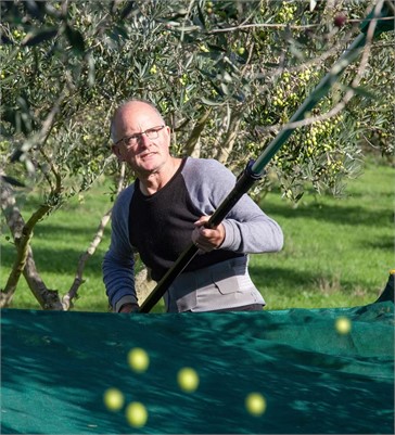 New Zealand Producer Uses Brix Levels to Determine Ideal Harvest Moment