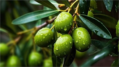 Researchers Identify Olive Genes Associated with Fruit Weight