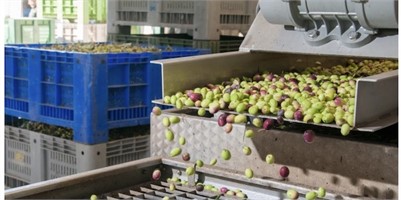 EU Olive Oil Production to Gain 13% through 2030 On High Export Demand