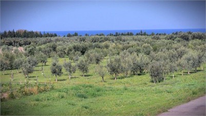 Researchers Work to Reverse Genetic Erosion, Breed Resilient Olive Varieties