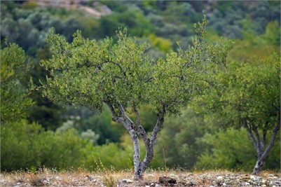 Researchers Transform Olive Grove Waste Into Bioplastic