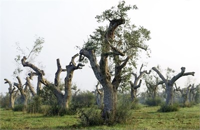Update of the Xylella spp. Host Plant Database 