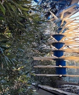 Researchers Unveil the Latest Technologies to Help Harvest and Produce Olive Oil