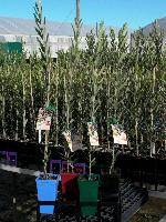 Australis Plants Greg O’Sullivan