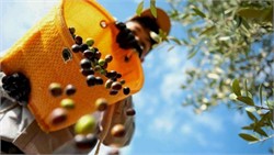 East Asian Olive Oils Reach the World Stage