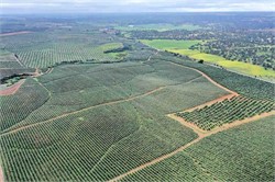 Olive Oil Producers in Portugal Celebrate Country’s Second-Highest Yield
