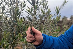 Wine Grape Growers Plant Super High-Density Olive Trees to Meet Demand Amid Global Oil Shortage