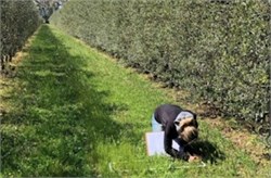 Use of Fungus Found Effective Against Carriers of Xylella