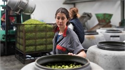 Global Olive Oil Production Expected to Slip to 2.9M Tons