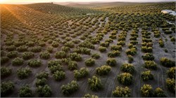 Global Production May Exceed Expectations, but Not Enough to Move Prices