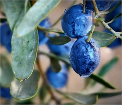 Researchers Identify 30 New Olive Varieties in Aragón