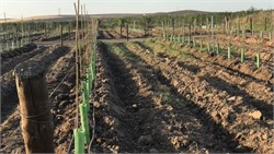 Researchers Test New Olive Varieties to Improve Sustainability