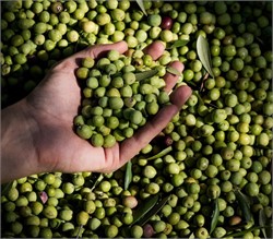 Short-Term Pre-Milling Refrigeration Found to Retain Olive Quality