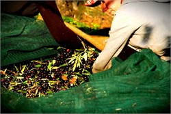 Italian Olive Sector Must Focus on Quality for Future Success, Report Finds