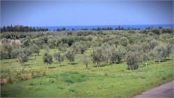 Researchers Work to Reverse Genetic Erosion, Breed Resilient Olive Varieties