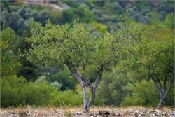 Researchers Transform Olive Grove Waste Into Bioplastic
