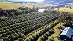 Rising Prices Accompany Off-Year Harvest in Australia
