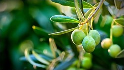 New European Label Recognizes Health Benefits of High-Polyphenol EVOOs