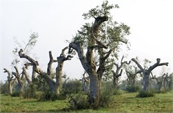 Update of the Xylella spp. Host Plant Database 