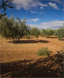 Low-Cost Olive Pest Control Solution in Development