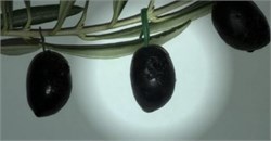 An Innovative Anti-Theft System for Olive Groves