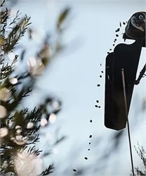 Australian Olive Growers Begin Harvest With Mixed Expectations