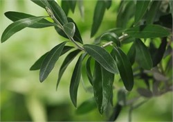 New Process Increases Sustainability, Phenolic Profile of Olive Leaf Extracts