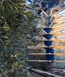 Researchers Unveil the Latest Technologies to Help Harvest and Produce Olive Oil