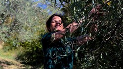 Italian Farmers, Producers Confirm Production Rebound