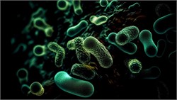 Using Effective Microbes to Boost Organic Olive Yields in New Zealand